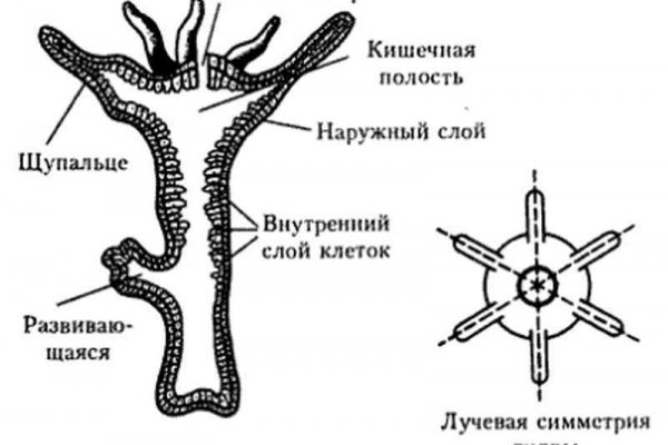 Кракен наркотики в оренбурге